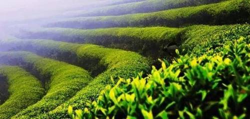 有機茶 引領未來茶葉市場的新趨勢